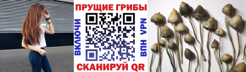 закладка  Красноярск  Галлюциногенные грибы мухоморы 